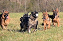 The Dogs At Wildwood Farm