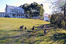 WildWood Dogs