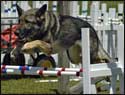 Vex Vom Eichenluft