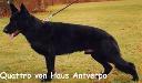Small picture of Quattro von Haus Antverpa